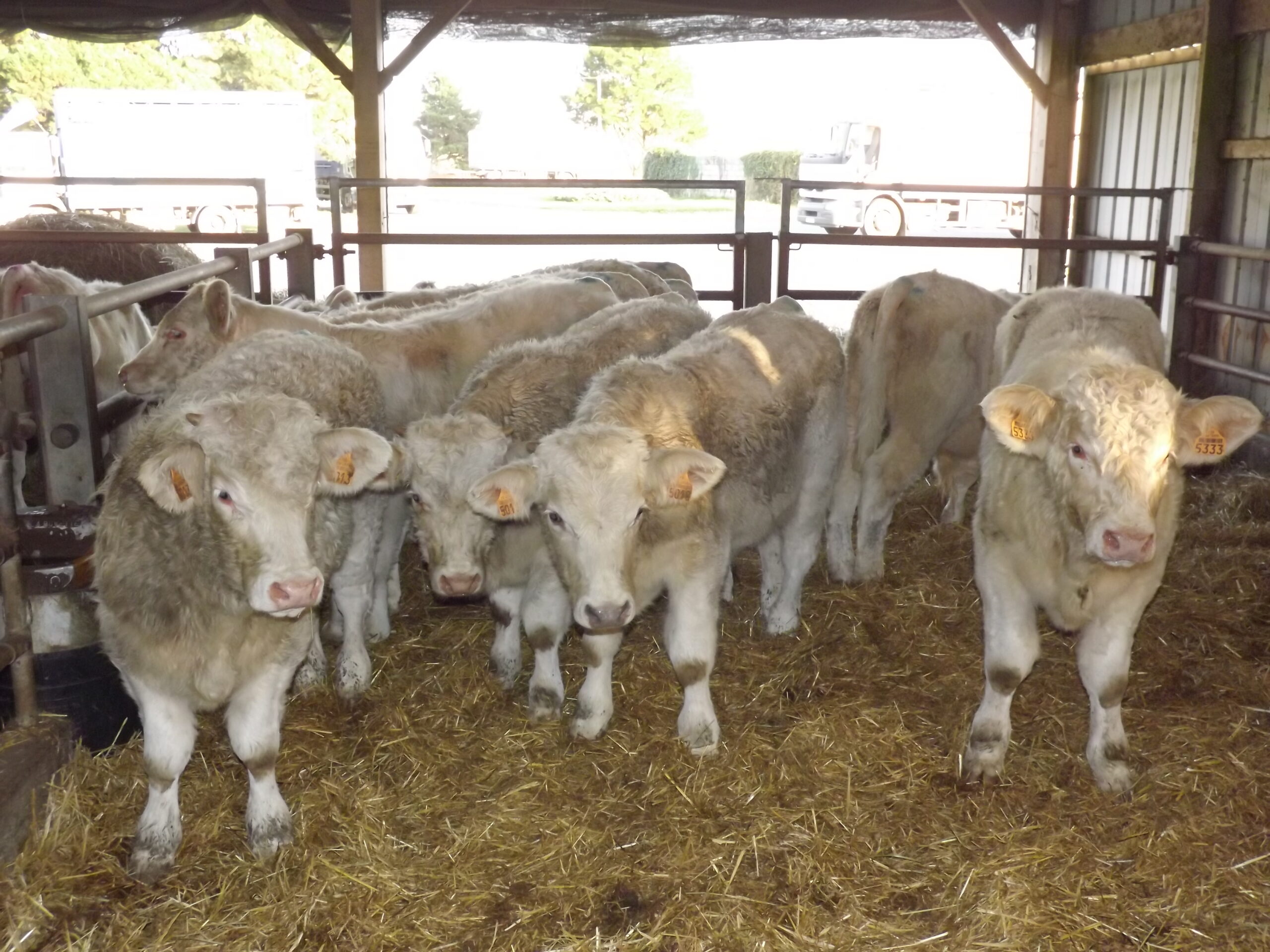 Broutards charolais dans une case sur paille