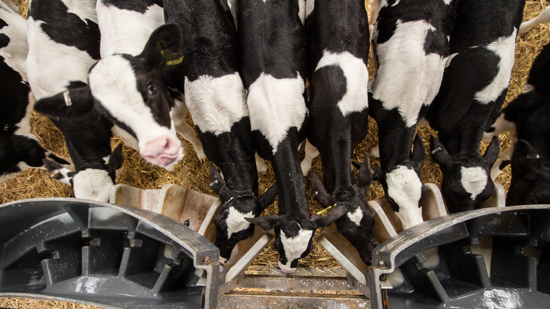 veaux qui boivent dans milk bar